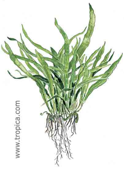 Microsorum pteropus Narrow