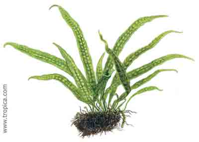 Microsorum pteropus Philippine