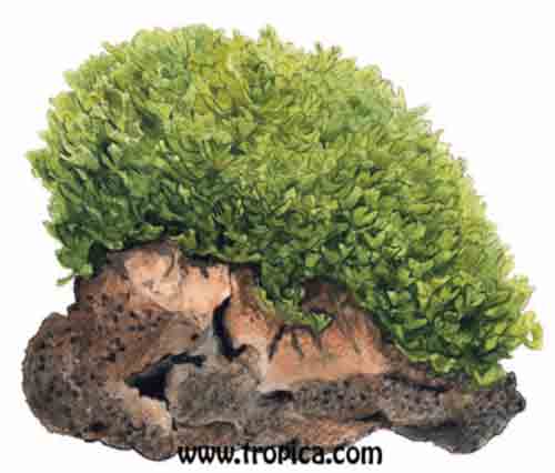 Monosolenium tenerum
