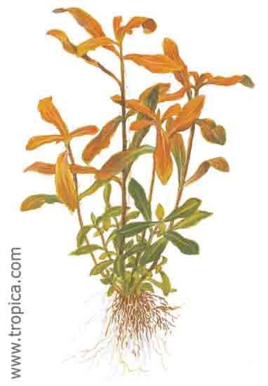 Nesaea crassicaulis