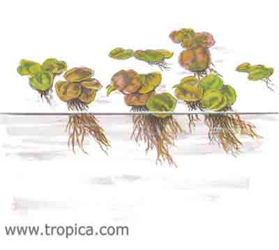 Phyllanthus fluitans