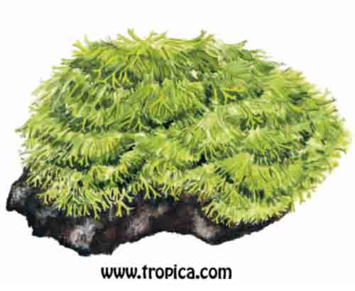 Riccia sp. 'Dwarf'