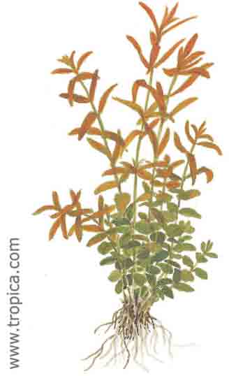 Rotala rotundifolia