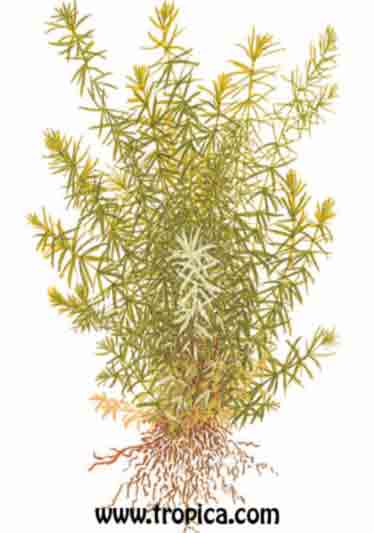 Rotala sp. Nanjenshan