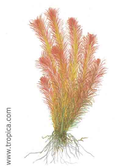 Rotala wallichii