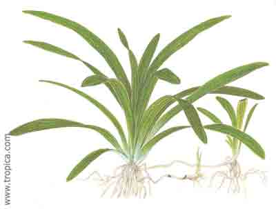 Sagittaria platyphylla