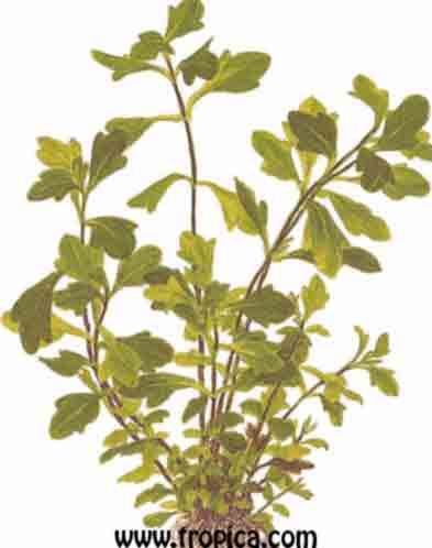 Shinnersia rivularis