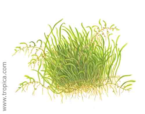 Utricularia graminifolia