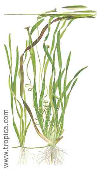 Vallisneria americana (natans)